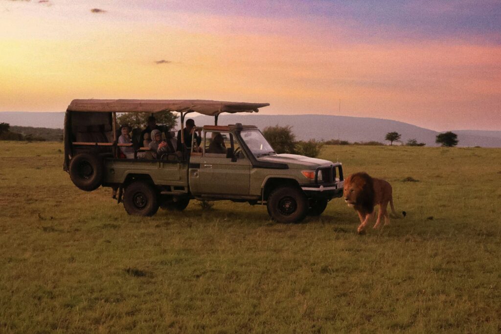 a safari vehicle with passengers and a lion a safari vehicle with passengers and a lion