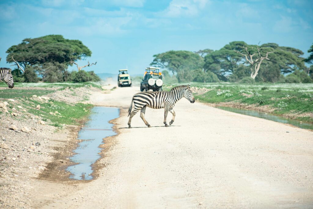 a zebra crossing a dirt road with a truck in the background a zebra crossing a dirt road with a truck in the background