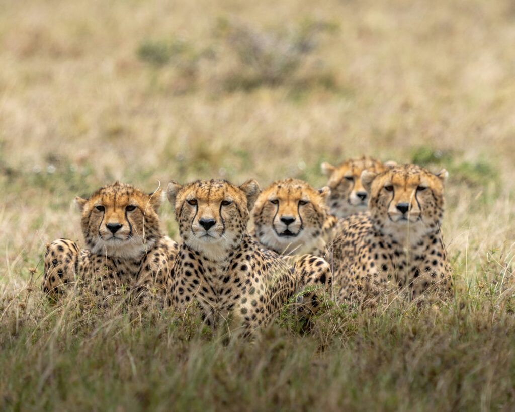 brown and black cheetah on brown grass field during daytime brown and black cheetah on brown grass field during daytime