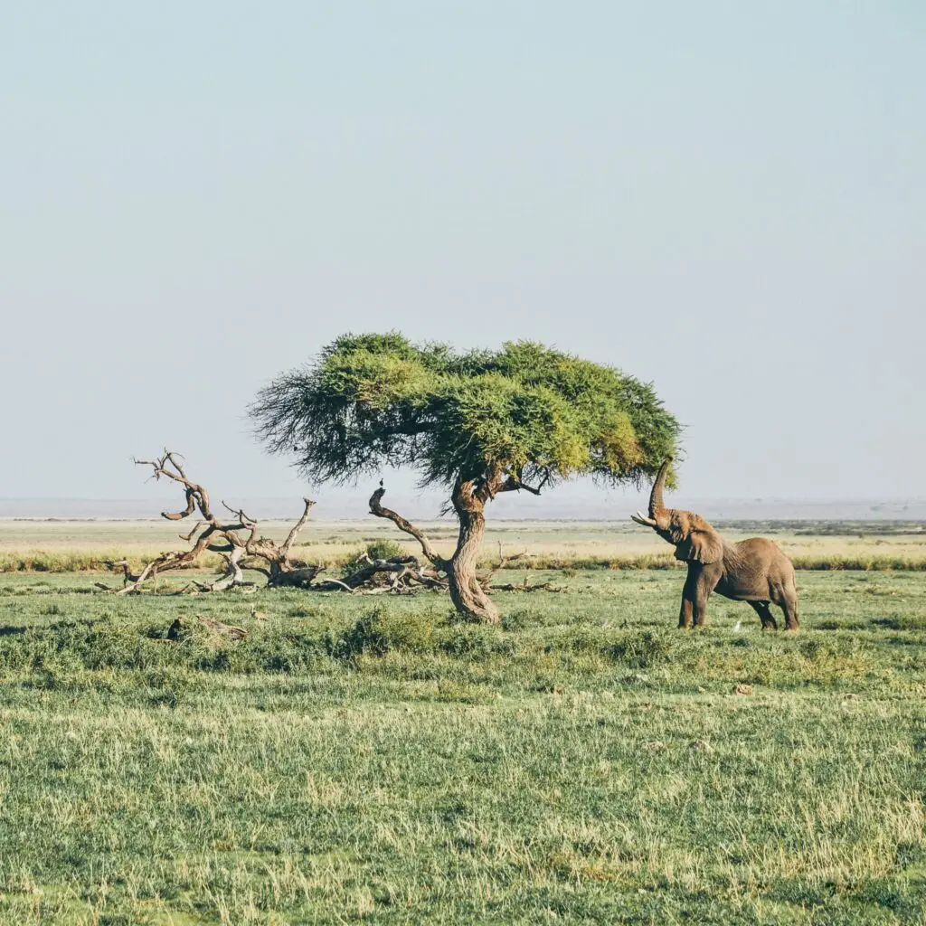 brown elephant under tree at daytime brown elephant under tree at daytime