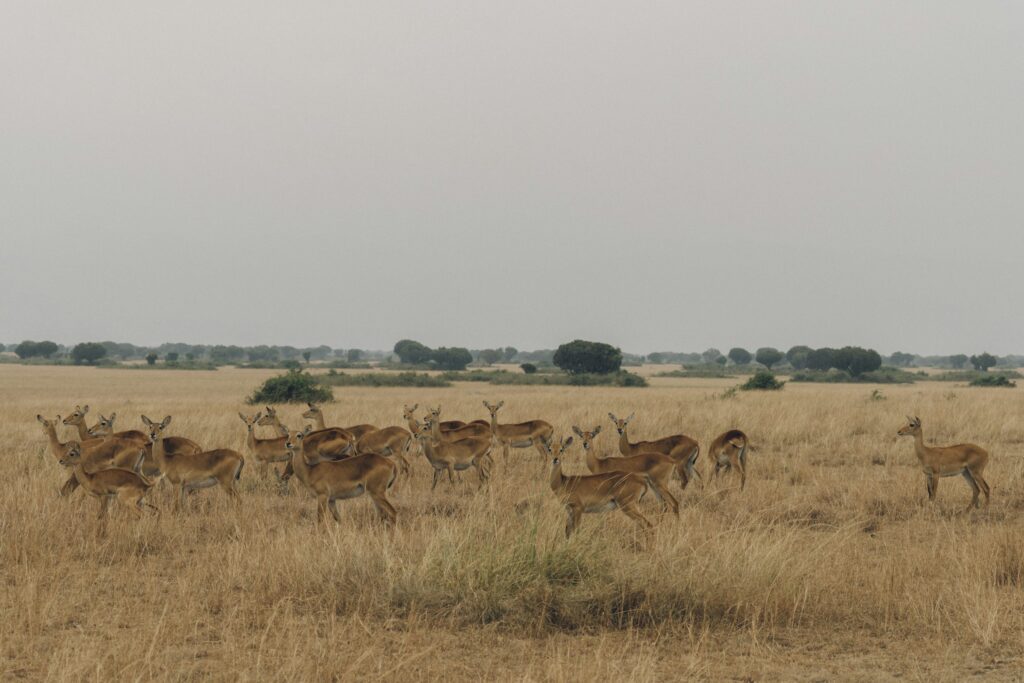 group of brown deer on brown grass field group of brown deer on brown grass field