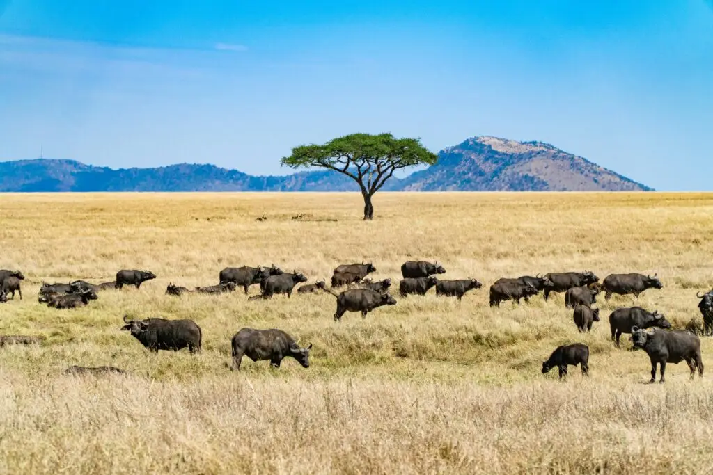 herd of black and brown animal on brown grass field during daytime herd of black and brown animal on brown grass field during daytime