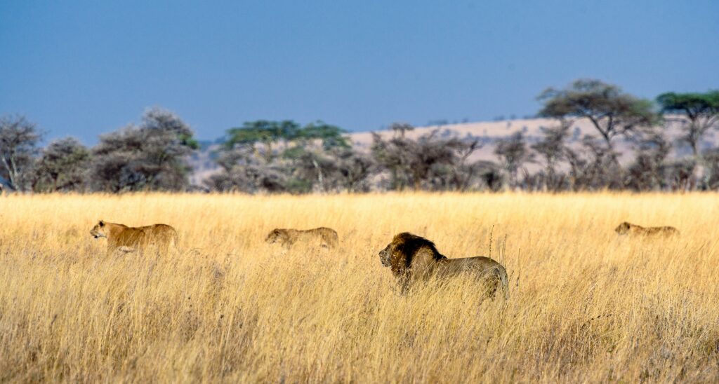 herd of lion on field during daytime herd of lion on field during daytime