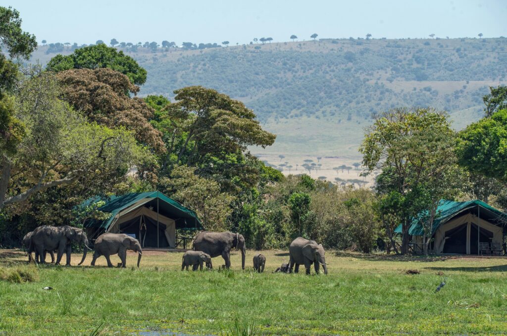 Luxury African Safari