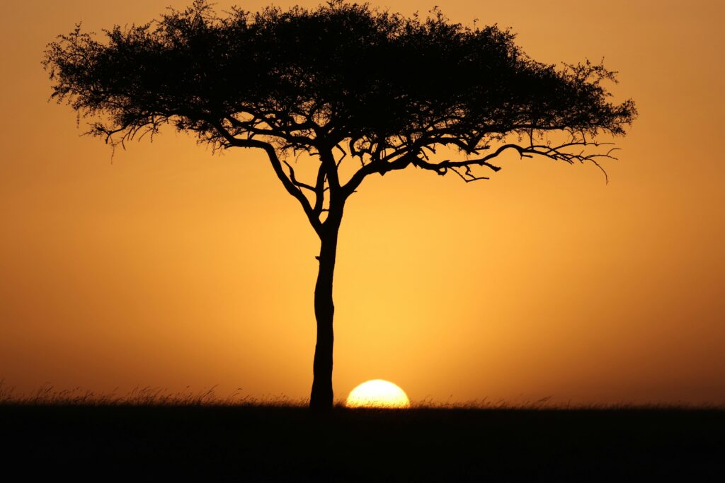 silhouette of tree silhouette of tree