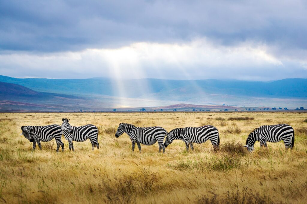 Safari in africa