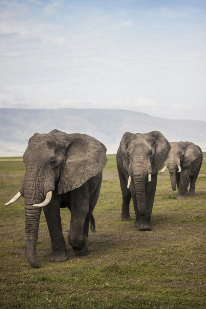 three elephants walking on grass field during day three elephants walking on grass field during day