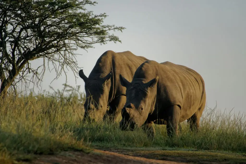 two gray rhinoceros two gray rhinoceros