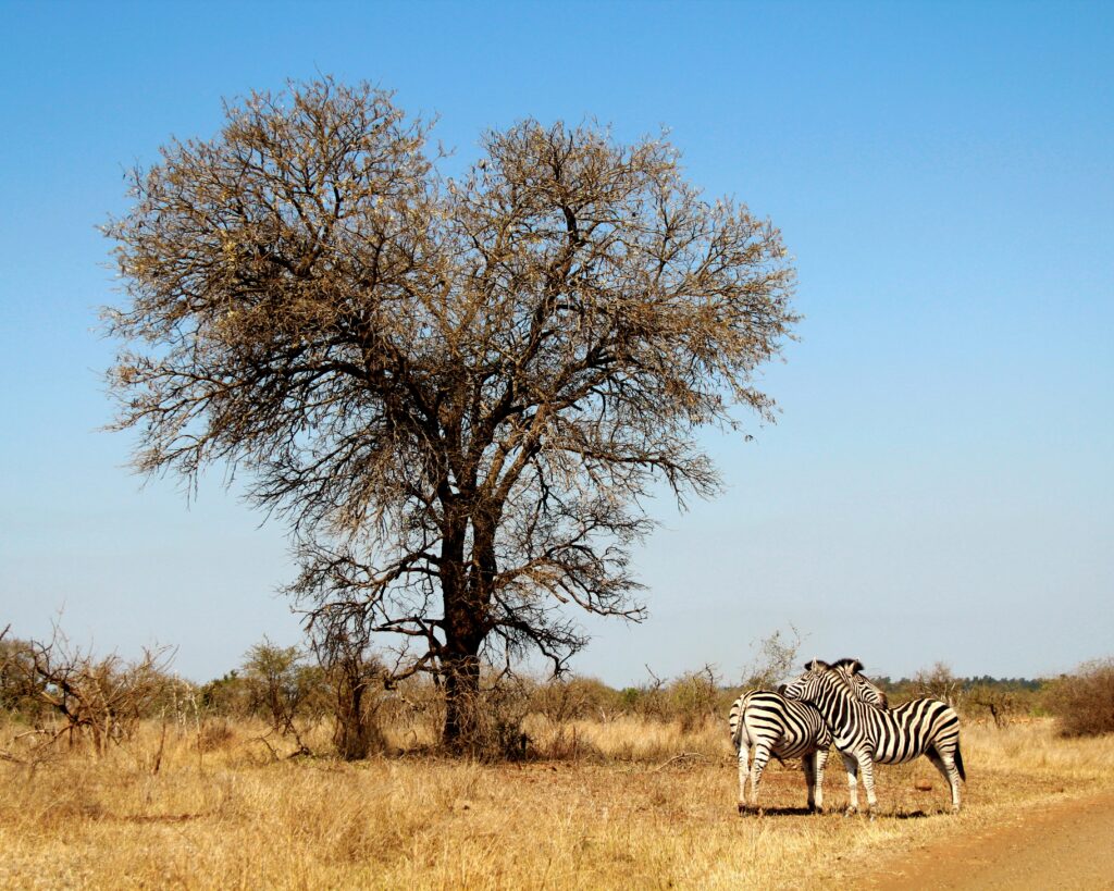two zebras beside leafless tree two zebras beside leafless tree
