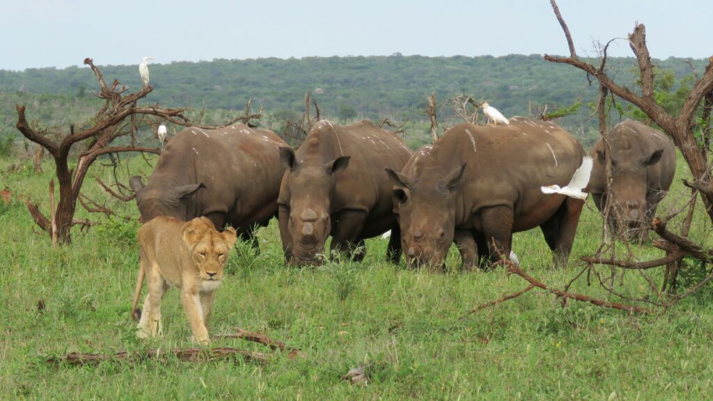 Big Five Safari