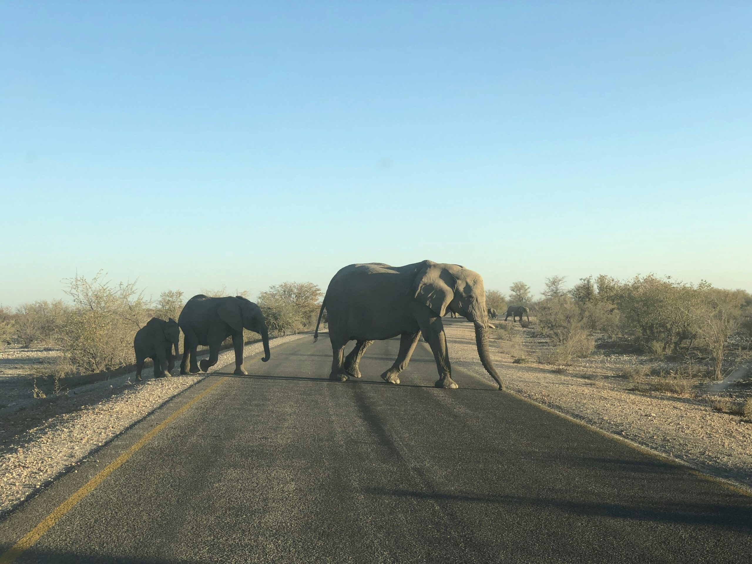 elephants crossing roads
